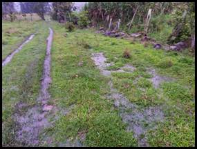 A picture containing grass, outdoor, field, plantDescription automatically generated