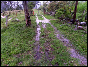 A picture containing grass, outdoor, tree, forestDescription automatically generated