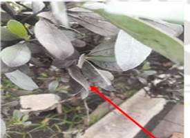 Imagen que contiene exterior, gris, cubierto, rbolDescripcin generada automticamente