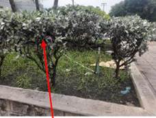 Imagen que contiene exterior, pasto, calle, banquetaDescripcin generada automticamente