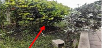 Un jardn con rbolesDescripcin generada automticamente con confianza media