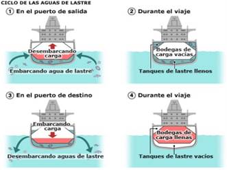 ciclo del agua de lastre